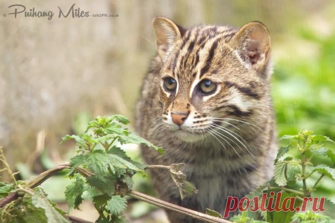 Прощай Рыбалка Кошка Котята | Разговор 2 ПН