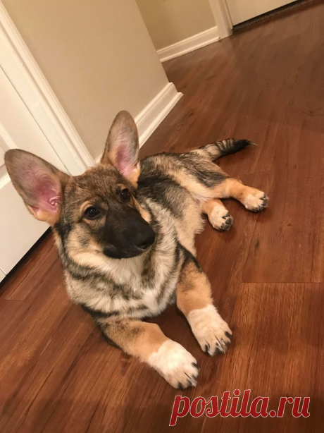 Щенки-метисы, которые взяли от своих родителей только лучшее / Питомцы