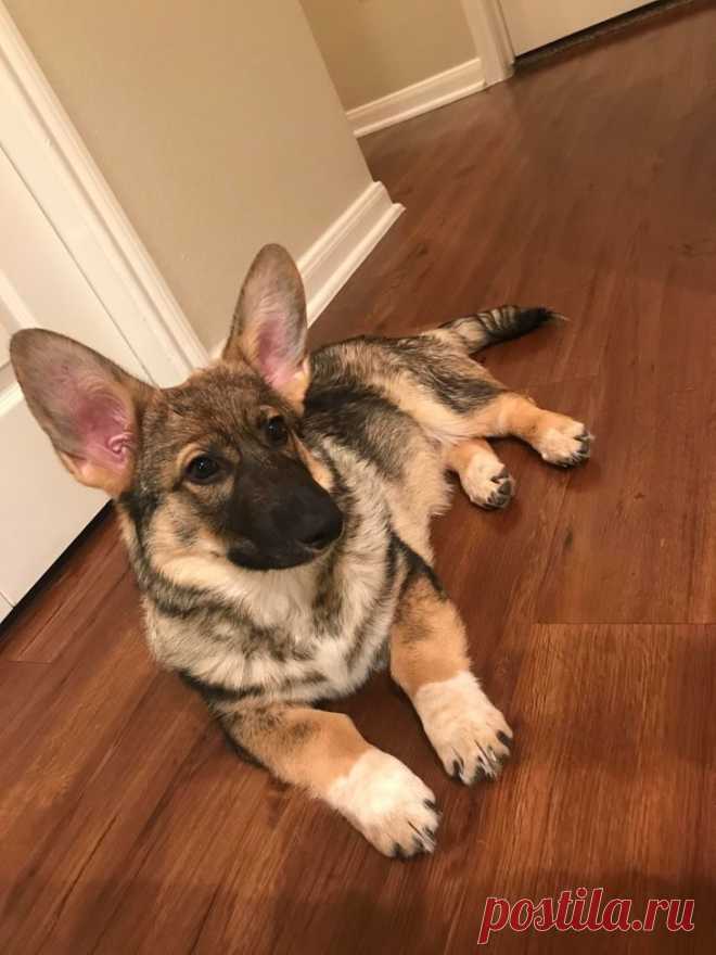 Щенки-метисы, которые взяли от своих родителей только лучшее / Питомцы