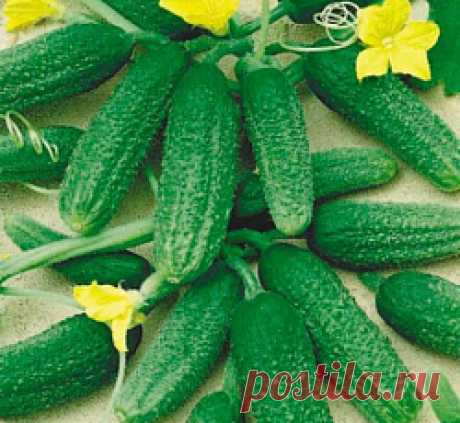 Огурец Патти F1 семена - низкая цена, описание, отзывы, продажа
