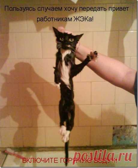 Привет, сосед!
