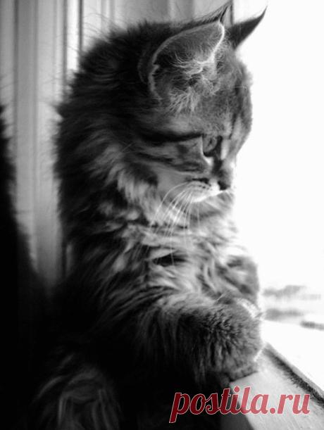 Кошкины няшки
