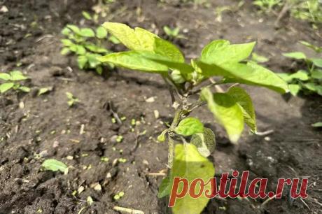 Хлороз рассады: простое решение при пожелтении листьев. Пожелтение молодых листьев рассады часто вызывает панику даже у опытных огородников. Однако такая реакция растения не всегда сигнализирует о катастрофе.  