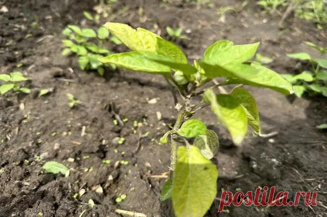 Хлороз рассады: простое решение при пожелтении листьев. Пожелтение молодых листьев рассады часто вызывает панику даже у опытных огородников. Однако такая реакция растения не всегда сигнализирует о катастрофе.  
