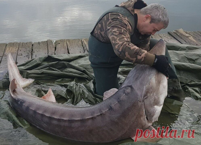 Осётр сам пришел к человеку и попросил помощи | Лодочник | Яндекс Дзен