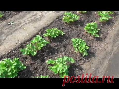 Вкусный Огород
