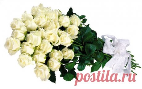 РОЗЫ-БЕЛОЕ ОЧАРОВАНЬЕ