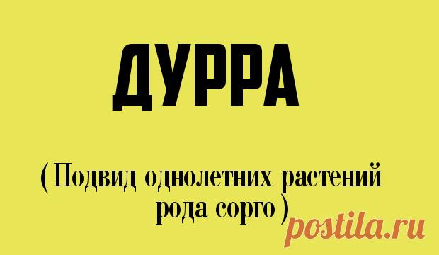 Сама ты мурмолка. 12 странных слов, которые правда есть в русском языке | Краше Всех