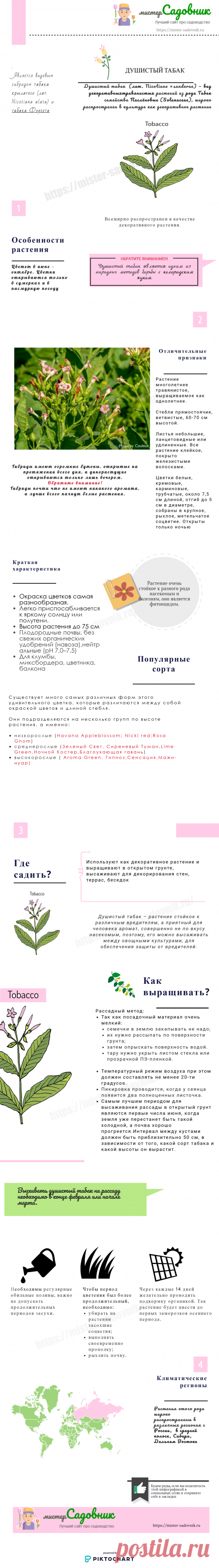 Душистый табак - посадка и особенности ухода за цветком в саду