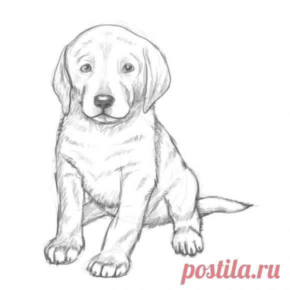 Учимся рисовать щенка поэтапно -