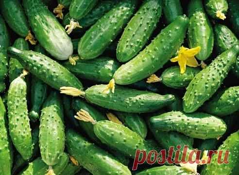 Как собрать уражай 20-25 огурцов с 1 куста - Садоводка