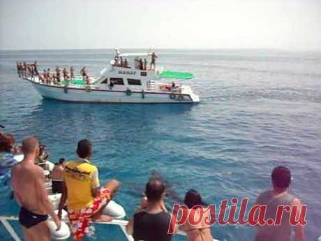 ▶ Гигантские дельфины Красного моря (Giant dolphins of Red sea) - YouTube