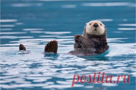 30 лучших снимков National Geographic за год / Всё самое лучшее из интернета