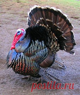 Домашняя индейка (Meleagris gallopavo), размножение, выращивание молодняка, люди и домашние индейки, кормление, внешний вид - Birds Breed - всё о птицах