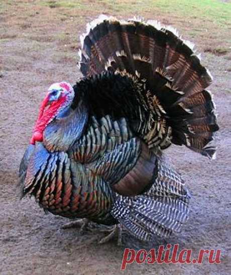Домашняя индейка (Meleagris gallopavo), размножение, выращивание молодняка, люди и домашние индейки, кормление, внешний вид - Birds Breed - всё о птицах