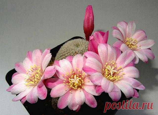 Кактус - форум -> Галерея -> Просмотр изображения -> Rebutia Sunrise x Snow white