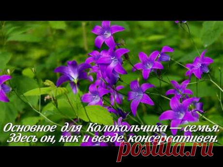 КОЛОКОЛЬЧИК.
