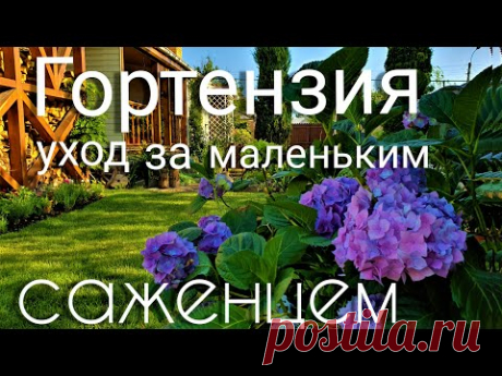 Гортензия. Как правильно ухаживать и сохранить маленький саженец.