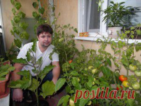 ОГОРОД НА БАЛКОНЕ: НОВЫЙ СЕЗОН!