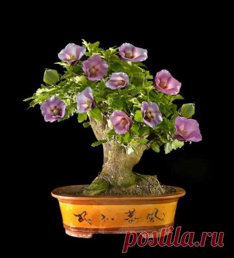 Hibiscus bonsai   |  Pinterest • Всемирный каталог идей