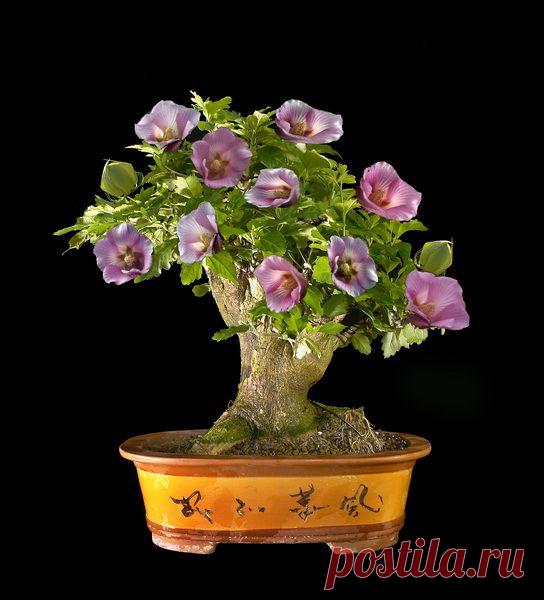 Hibiscus bonsai   |  Pinterest • Всемирный каталог идей