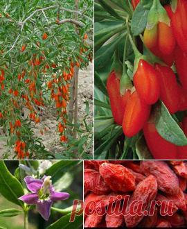 Ягоды годжи или Дереза обыкновенная - 6 соток