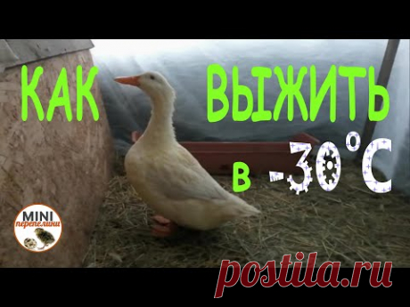 Как помочь выжить уткам и гусям при   - 30 градусах..