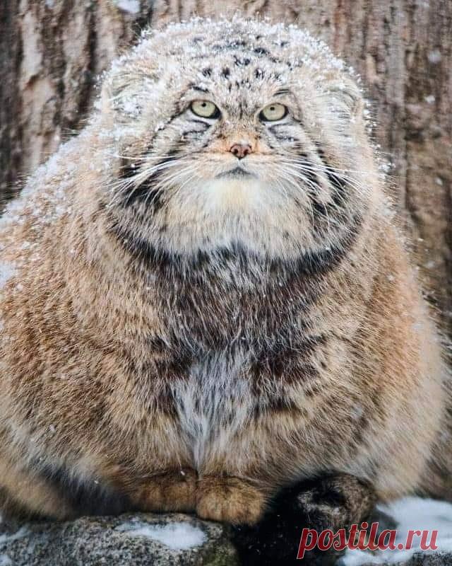 Mega-Chonker Of A Cat Looks Adorably Angry (16 Pics) - I Can Has Cheezburger?