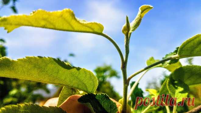 Нашествие тли. Решение проблемы: три метода с опрыскиванием и один без опрыскивания растений | Дневник отчаянных пенсионеров | Яндекс Дзен