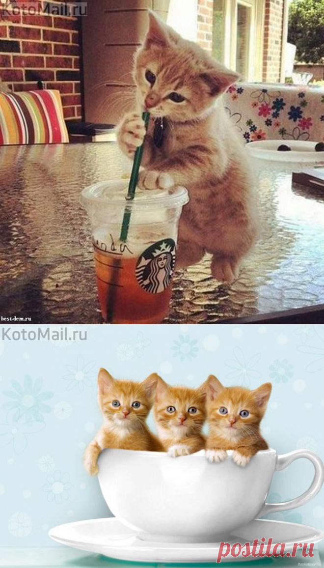Кошки... чашки... | KotoMail.ru