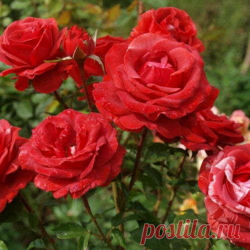 Как пересадить старые кусты роз