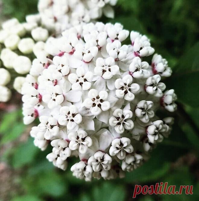 Самые невероятные растения планеты