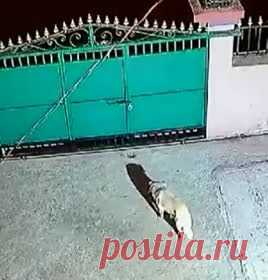 Леопард перепрыгнул через забор с украденной собакой в зубах и попал на видео. Офицер Индийской лесной службы опубликовал в Twitter видеозапись, на которой видно, как леопард перепрыгивает через забор частного домовладения и нападает на домашнюю собаку. Большая кошка хватает пса за шею и скрывается вместе с ним. Запись стала вирусной и набрала несколько тысяч просмотров.