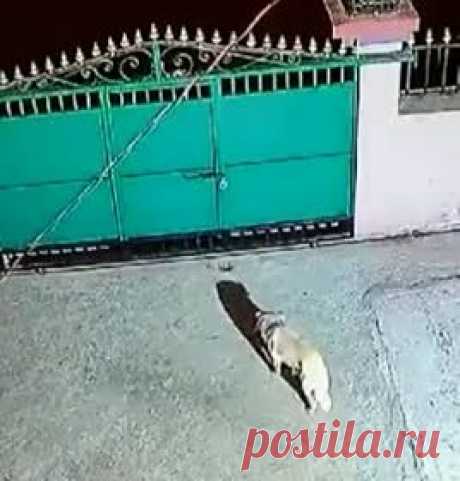 Леопард перепрыгнул через забор с украденной собакой в зубах и попал на видео. Офицер Индийской лесной службы опубликовал в Twitter видеозапись, на которой видно, как леопард перепрыгивает через забор частного домовладения и нападает на домашнюю собаку. Большая кошка хватает пса за шею и скрывается вместе с ним. Запись стала вирусной и набрала несколько тысяч просмотров.