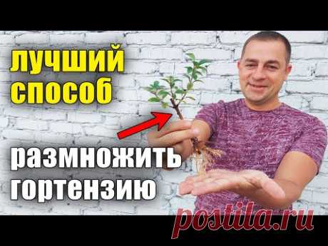 Размножение ГОРТЕНЗИИ от А до Я. Как правильно черенковать, укоренять метельчатую гортензию?