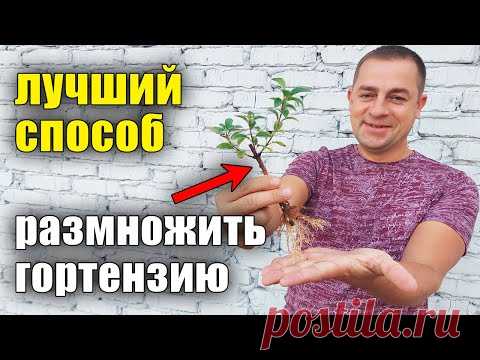Размножение ГОРТЕНЗИИ от А до Я. Как правильно черенковать, укоренять метельчатую гортензию?