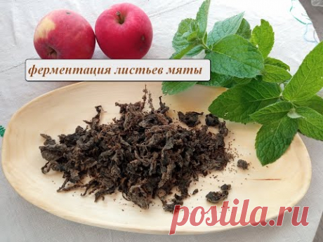 Ферментированный чай из листьев мяты. Как ферментировать мяту легко и просто.