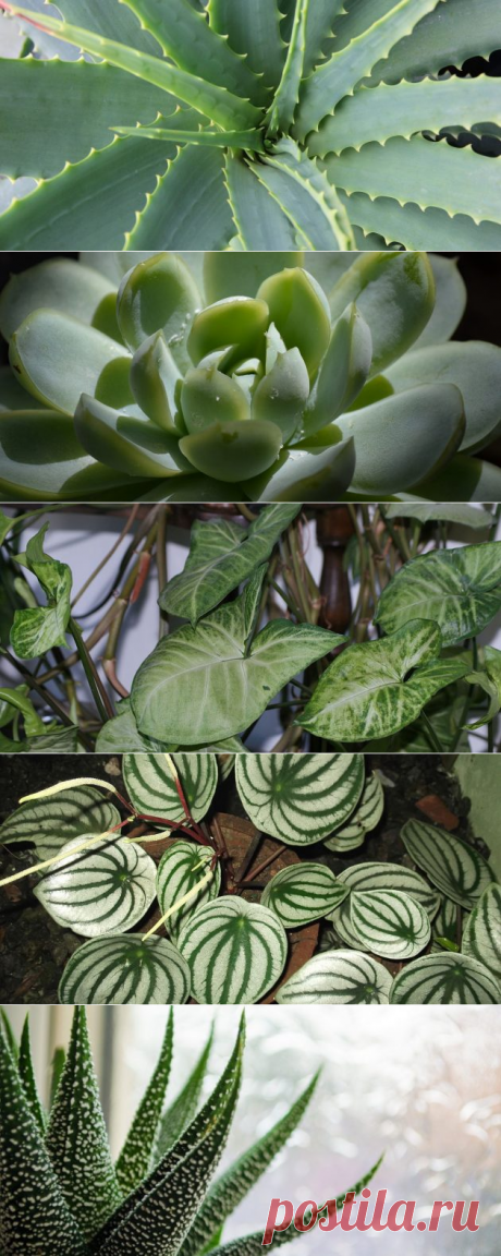 20 неубиваемых домашних растений, которые выживут почти без ухода - Лайфхакер