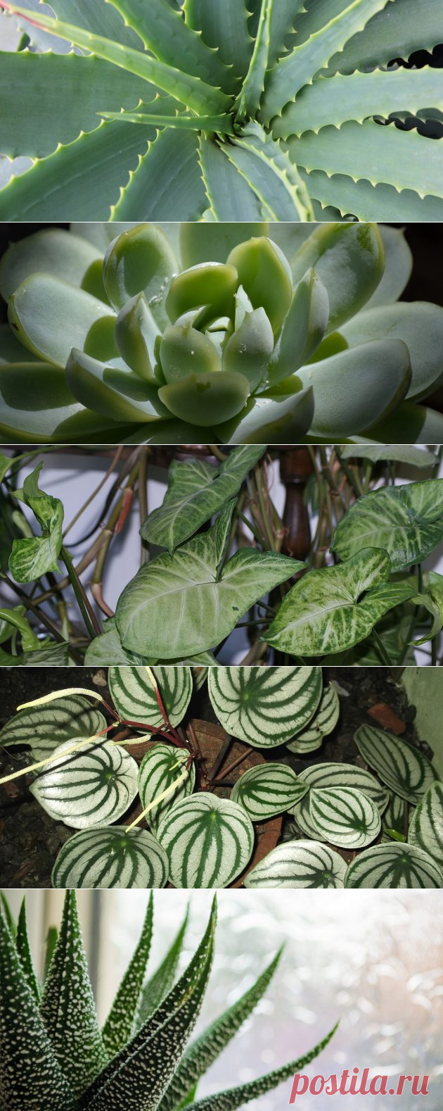 20 неубиваемых домашних растений, которые выживут почти без ухода - Лайфхакер