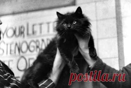 Как суд подвел кошку Ваську | Happy Cat | Яндекс Дзен