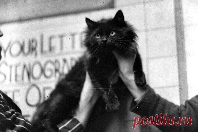 Как суд подвел кошку Ваську | Happy Cat | Яндекс Дзен