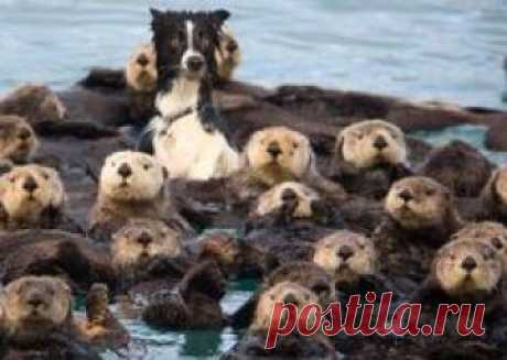 Hond tussen de otters