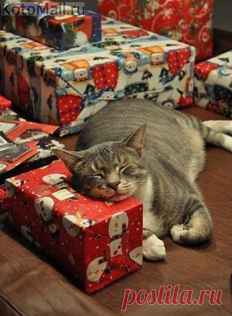 ❆ Спецвыпуск: новогодние коты ❆ - krasnitskaia50@mail.ru - Почта Mail.Ru
