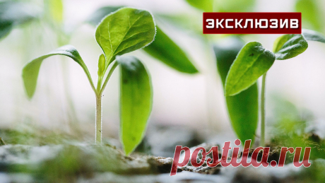 Специалист рассказала, как правильно подготовить рассаду к дачному сезону По словам Светланы Акимовой, также стоит обратить внимание на микроклимат, в котором находилась рассада. Так, в квартире одни условия влажности - работают батареи и довольно сухой воздух, на улице растения будут находиться в совершенно в других - им необходима акклиматизация.