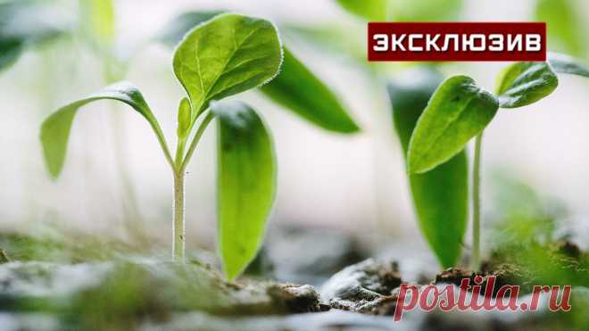 Специалист рассказала, как правильно подготовить рассаду к дачному сезону По словам Светланы Акимовой, также стоит обратить внимание на микроклимат, в котором находилась рассада. Так, в квартире одни условия влажности - работают батареи и довольно сухой воздух, на улице растения будут находиться в совершенно в других - им необходима акклиматизация.
