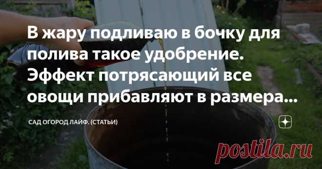 В жару подливаю в бочку для полива такое удобрение. Эффект потрясающий все овощи прибавляют в размерах на глазах. Ну вот и дождались, неужели в конце июня наступила долгожданная жара? Сегодня расскажу, что именно я добавляю в жару, в бочку с водой для полива, чтобы растения не только легче переносили знойную погоду, но и прибавляли на глазах в размерах.  Если честно, я думала что всё лето будет холодным и клубника поспеет только к августу! Но слава богу наступила теплая, д...