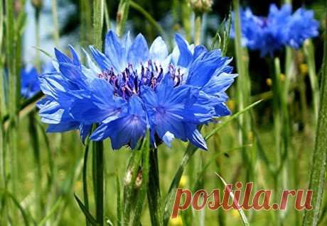 Google+