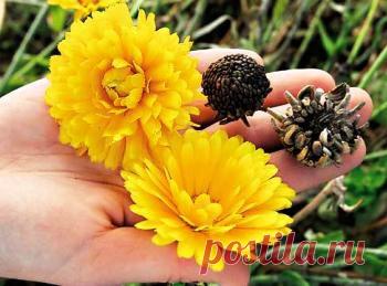 (+1) тема - Как правильно собирать и хранить семена растений | 6 соток