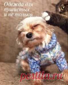 Вязание для собак - Для животных