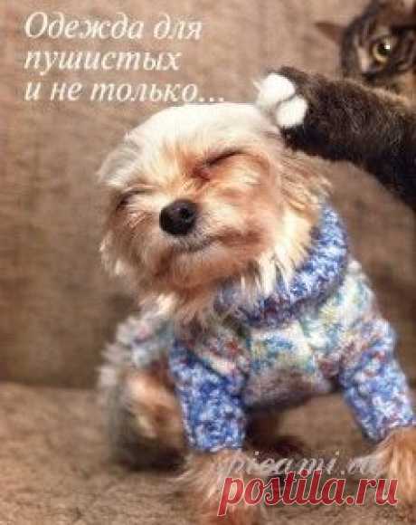 Вязание для собак - Для животных